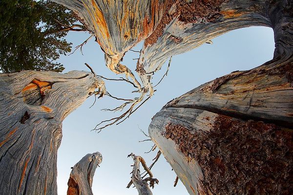 Jones, Adam 아티스트의 Upward view of twisted pine trees-Tuolumne Meadows-Yosemite National Park-California작품입니다.